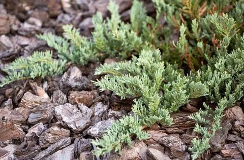 Juniperus horizontalis Stock Photos