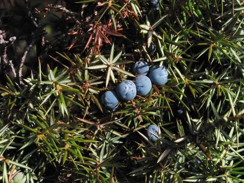 Juniperus (Juniperus communis) Ginepro comune Stock Photos