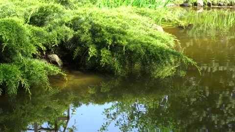 Juniperus pfitzeriana or Juniperus media Golden Saucer are reflected in pond. Video stock 190441613