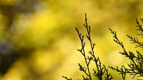 Juniperus phoenicea, Phoenicean juniper or Arar, is juniper found throughout  스톡 동영상 108867678