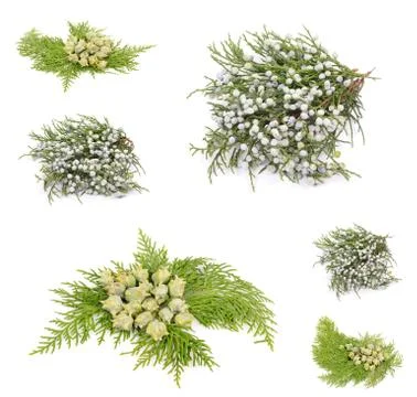 Juniperus Stock Photos