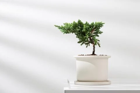 Juniperus Foto stock