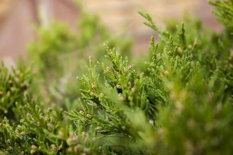 Juníperus  Foto stock