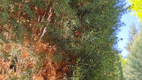 Juniperus rigida 動画素材 335905131