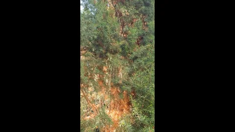 Juniperus rigida 動画素材 335905190
