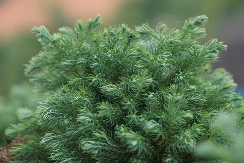 Juniperus squamata (Also called flaky juniper, Himalayan juniper) in nature Stock Photos
