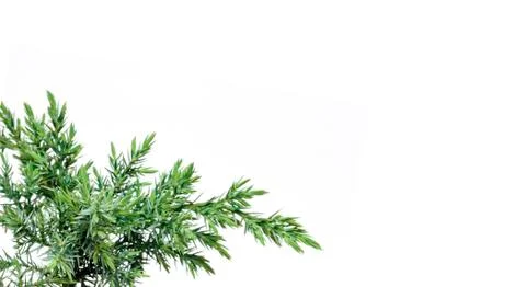 Juniperus squamata Hunnetorp (flaky juniper or Himalayan juniper) isolated Stock Photos