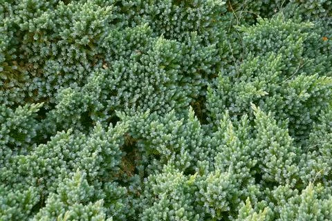 Juniperus squamata in the park, close-up. Stock Photos