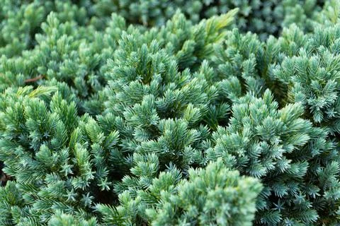 Juniperus squamata in the park, close-up. Stock Photos