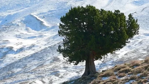 Juniperus Thurifera Trees in Djebal El Mehmel in the Aures mountains, Algeria Video stock 260741798