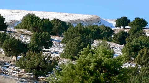 Juniperus Thurifera Trees in Djebal El Mehmel in the Aures mountains, Algeria Video stock 260742294