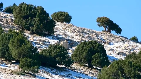 Juniperus Thurifera Trees in Djebal El Mehmel in the Aures mountains, Algeria Video stock 260742618