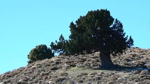 Juniperus Thurifera Trees in Djebal El Mehmel in the Aures mountains, Algeria Video stock 260743105