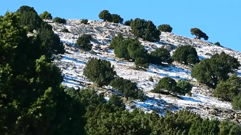 Juniperus Thurifera Trees in Djebal El Mehmel in the Aures mountains, Algeria Video stock 260743522