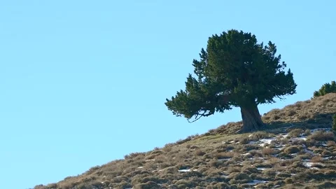 Juniperus Thurifera Trees in Djebal El Mehmel in the Aures mountains, Algeria Video stock 260744618