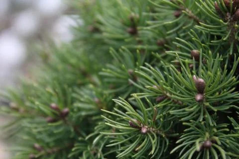 Juniperus tree bush texture green needle background. Stockfoto's