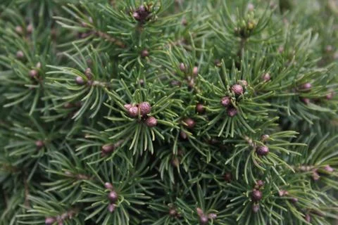 Juniperus tree bush texture green needle background. Stock Photos