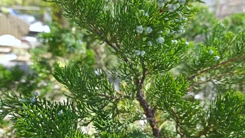 Juniperus virginiana 動画素材 335495157
