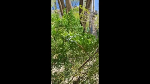 Juniperus virginiana 動画素材 335495220
