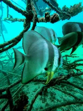 Junkyard Bat Fish Stock Photos