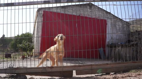 Junkyard Dog Barking Stock Footage 42421058