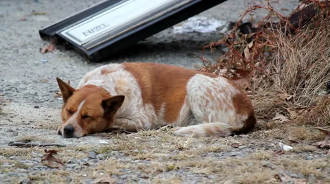 Junkyard dog Stock-Footage 5165034