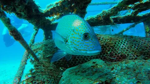 Junkyard Fish Stock Photos