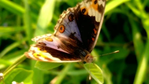Junonia orithya is a nymphalid butterfly Stock Footage 204117948
