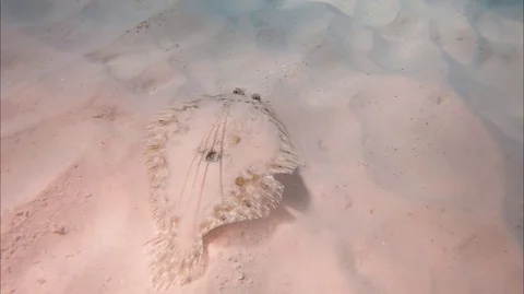 Junvenile Peacock Flounder Stock Footage 88177306