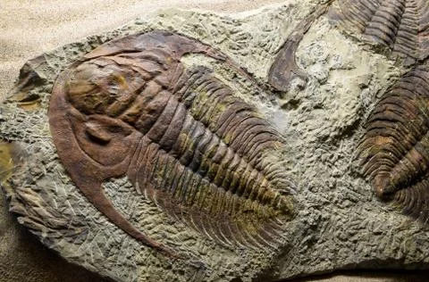 Jurassic Fossilized Foto stock