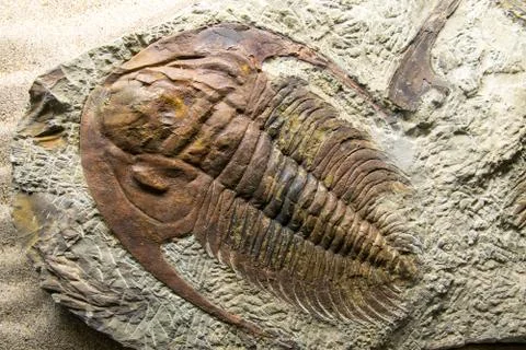 Jurassic Fossilized Stock Photos