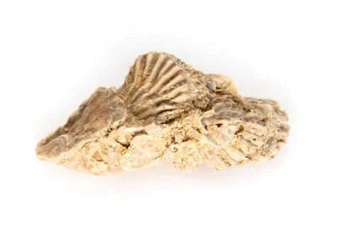 Jurassic shell cluster Stock Photos