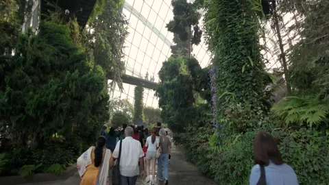 Jurassic World The Experience exhibition inside the Cloud Forest. Video stock 336877708