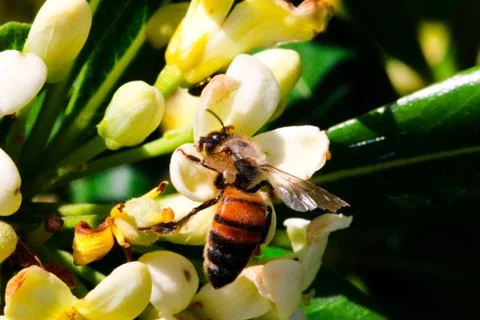 Just Beez Stock Photos