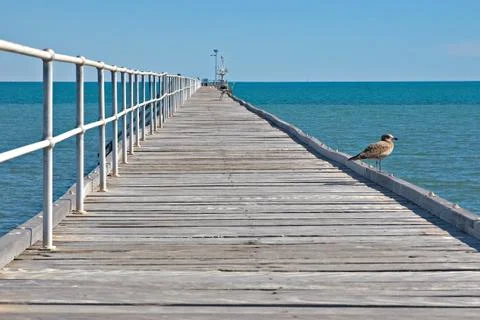 Just a bird Stock Photos