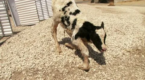 Just born calf stands up Stock Footage 20512610