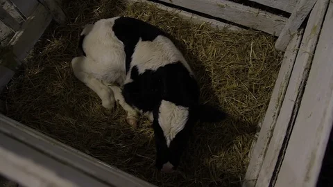 Just born calf stands up Stock Footage 73463644