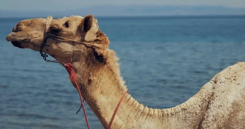 Just a camel looking straight into my camera near sea Video stock 107396862