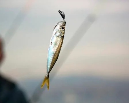 Just caught a fish Stock Photos