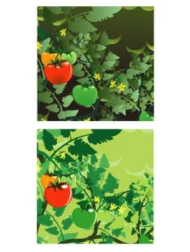 Just Classic Tomatoes Illustrazione stock