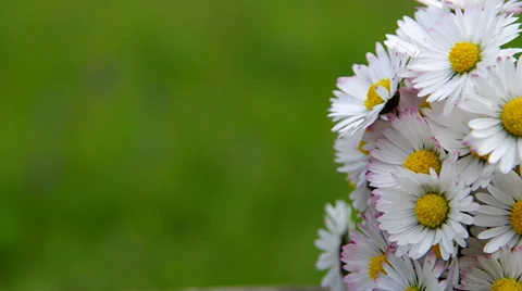 Just collected daisies Stock Footage 37317654