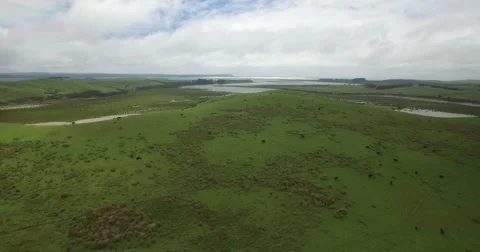 Just cows Stock-Footage 61843627