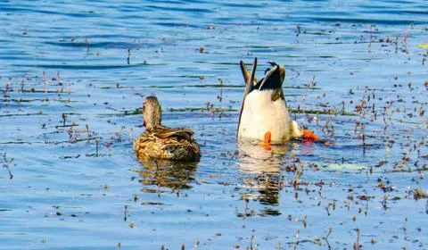 Just dive down Stock Photos