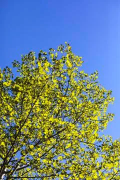 Just Before the Fall Foto stock