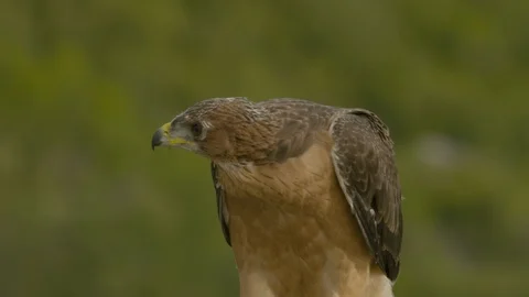 Just fledged young Bonelli´s eagle claims for food. Video stock 113563330