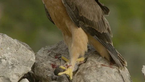 Just fledged young Bonelli´s eagle feeding on pigeon Stock Footage 113567079