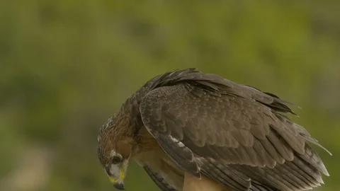 Just fledged young Bonelli´s eagle claims for food. Stock Footage 113567193