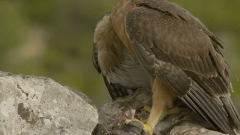 Just fledged young Bonelli´s eagle feeding on pigeon Stock Footage 113567523