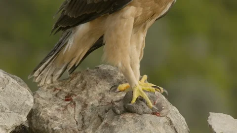 Just fledged young Bonelli´s eagle feeding on pigeon Stock Footage 113569489
