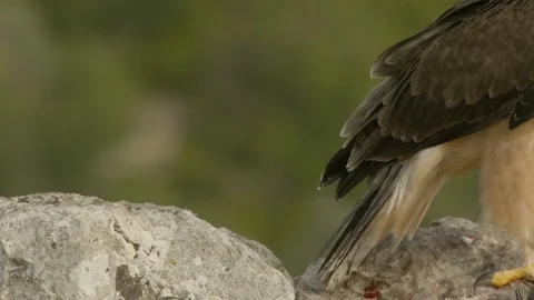 Just fledged young Bonelli´s eagle feeding on pigeon Stock Footage 113569900